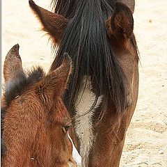 photo "A maternity"