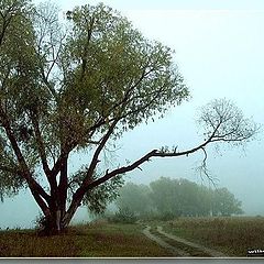 photo "Fog, as a part of a landscape"