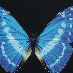 фото "butterfly"