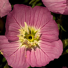 фото "Pink"