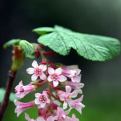 photo "umbrella"