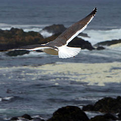photo "Gull above the rocks"