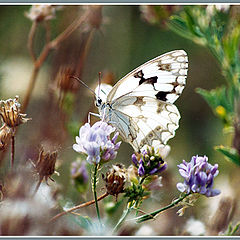 photo "Pontia Daplidice"