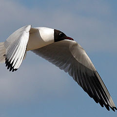 photo "aerodinamic"