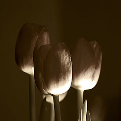 photo "Tulips"