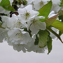 фото "budushaja jabloka"