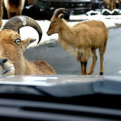 photo "Mmmm, delicious car wax!"