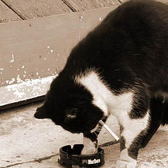 photo "Cat - Marlboro."