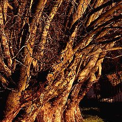 фото "glittering and gilded"