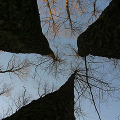 photo "Among trees"