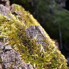 photo "moss"