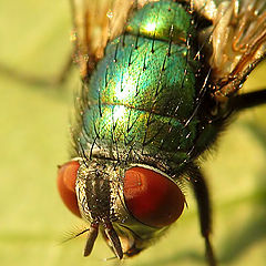 photo "The fly, a portrait"