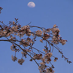 photo "springtime moon"
