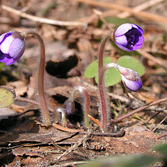 photo "The first snowdrops"