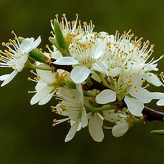 фото "Весна"