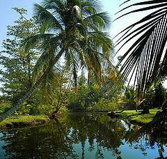 photo "Pond of tropic"