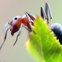 photo "On top"