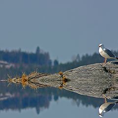 фото "Reflections..."