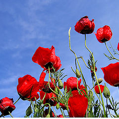 photo "Poppies"