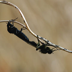 photo "Insects"