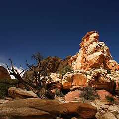 photo "An Old Tree And A Rock"