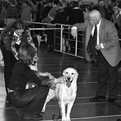 фото "dog show"