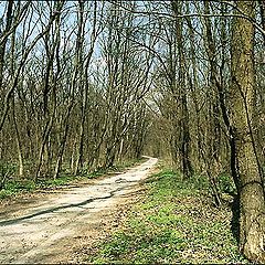 photo "Road to the Spring"