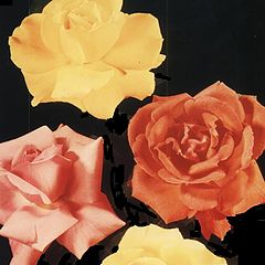 фото "roses"