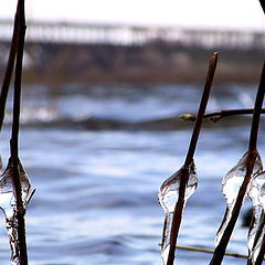 photo "Tears of old winter"