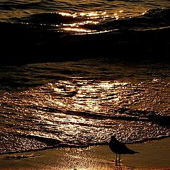 photo "Waiting for the wave."