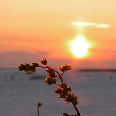 photo "North sunset"
