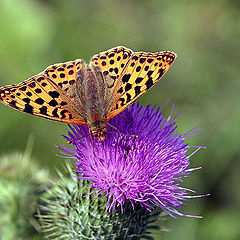 photo "Butterfly"