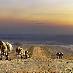 фото "..Walks evening .."