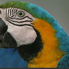 photo "Parrot"