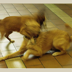 photo "Annecy. 2 dogs"