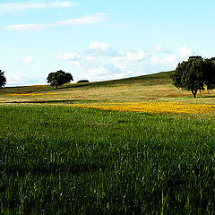 photo "spring nuances"