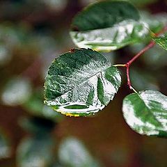 photo "After rain"