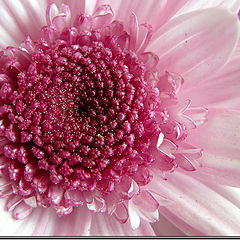 photo "Flower Pink Jam"