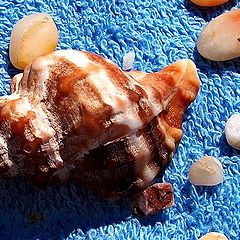 photo "Time to collect stones at the sea"