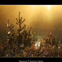 photo "Bathing in Golden Ray"