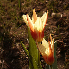 photo "first tulips of this year"