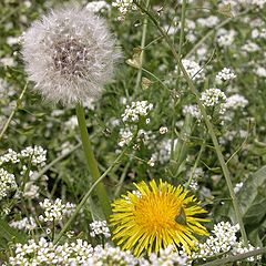 photo "Dandelion"