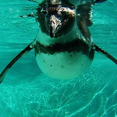 photo "Penguin in the water."
