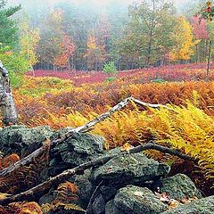 photo "color Field"