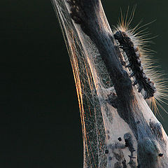 фото "Caterpillar"