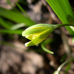 photo "Primrose"