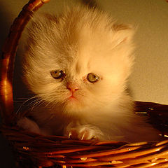 photo "a cat`ик"