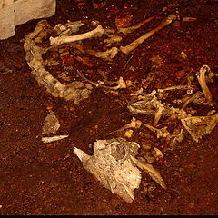 фото "Mortal Remains"