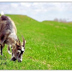 photo "The first Grass"