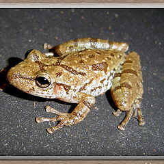 фото "Scinax fuscovarius"
